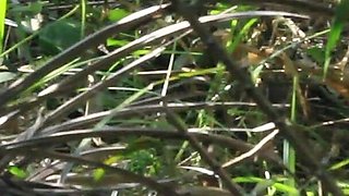 African Lovers in Bush Fucking