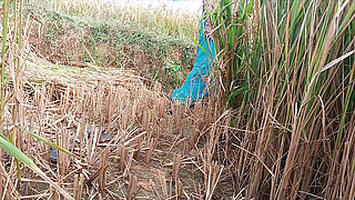 For the first time, I had a lot of fun fucking my sister-in-law alone in the paddy fields