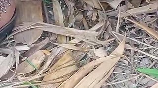 Village Local Bhabhi Outdoor Sex Video