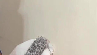 The new maid is interviewed by the husband