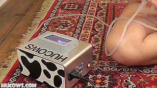 Denise - New Hucow Harness