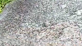 What a Beautiful Pussy My Stepsister Has! I Love to Accompany Her.