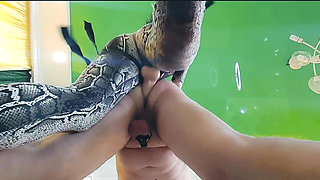Strapon enters submissive's anus in chastity belt. Anal sex with strapon