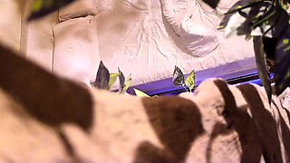 Amateur Hidden Cams Reveal Cock Riding Hoes