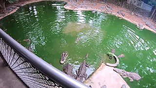 Crocodile feeding and pussy pleasing