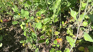 Stepmother in Low Ko Jamai Ne Sarso Ke Khet Me Kiya Romance