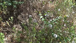 Stepmom Susan lets stepson creampie her hairy pussy on the beach - Amateur MILF outdoor sex