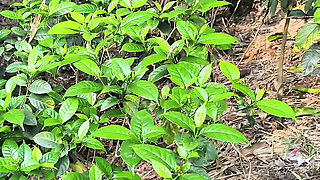 Silent beauty of my garden