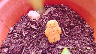 A Pest in the Fairy Queen's Garden