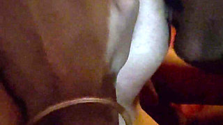 Bhabi Giving Blowjob