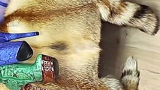 Lesbian Fur Fetish Fucking with Strapons, Tons of Fur, Huge Squirts on Fur Coat
