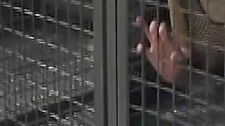 Caged Lesbian Sluts Dildo Drilling Dripping Pussies