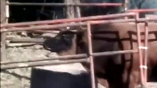 Classic Porn Dvds: Weekend Cowgirl: Part 2