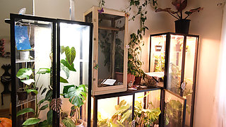 Moving My Plants Indoors