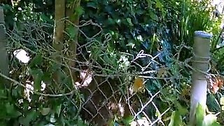 Mature Blonde Sue Masturbates in the Woods