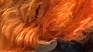 Supper Hot Blowjob Nilmini Sheron Cum in Mouth Deep Thort Mouth Fuck Hot Wife Big Dick Husband