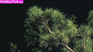 Aphrodisiac honey - petite clip - Fever Lotus