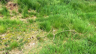 Nipple Clamps in the Woods