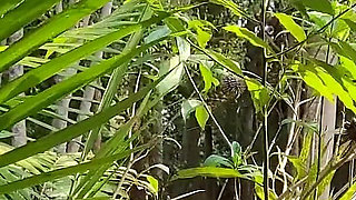 Masturbating on the Balcony of My Farm.