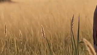 Voluptuous Ebony African Goddesses Covered in Savanna Mud Spraying Milk From Huge Breasts Erotic Sunset Scenes